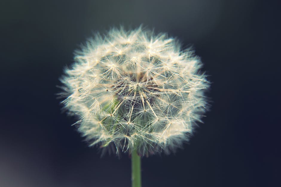 Chop the Digital Weeds: Startup & Background Bloat